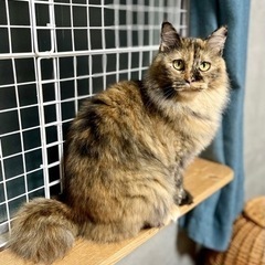 とこもちゃん
