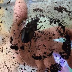 11/10　値下げ！ヤエヤママルバネ　新成虫　メスのみの画像