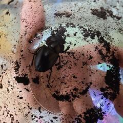 11/10　値下げ！ヤエヤママルバネ　新成虫　メスのみの画像