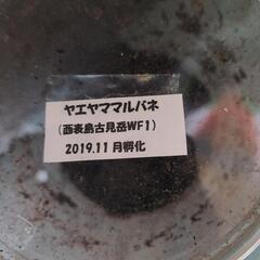 11/10　値下げ！ヤエヤママルバネ　新成虫　メスのみ