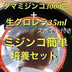 タマミジンコ3000匹＋生クロレラ35mlミジンコ簡単培養セット...