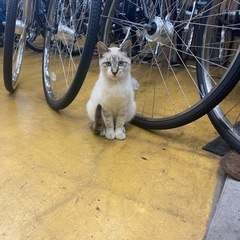 シャム猫♂生後半年くらいです🐈