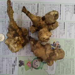 菊芋堀り始めました