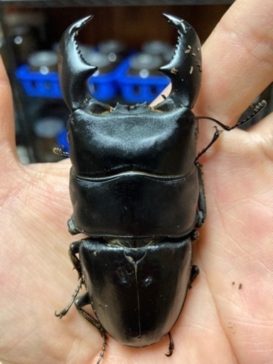 【完売】スマトラオオヒラタクワガタ　ペア　♂未後食　♀後食済