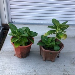 アジサイの苗木