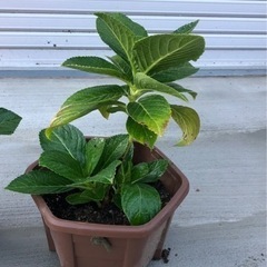 アジサイの苗木の画像