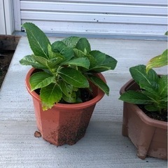 アジサイの苗木の画像