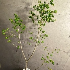 取引中 観葉植物　ベンジャミンバロックの画像