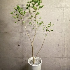 取引中 観葉植物　ベンジャミンバロックの画像