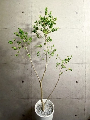 取引中 観葉植物　ベンジャミンバロック