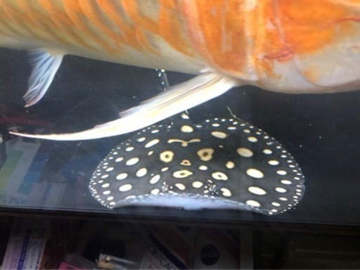 ポルカ　約15センチ　引き取り魚　早いもの勝ち