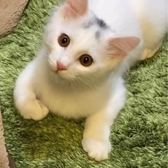 【交渉中】4ヶ月くらいの男の子です！