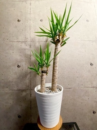 取引中 観葉植物 ユッカ エレファンティペス