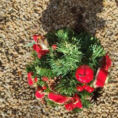 クリスマスツリーの画像