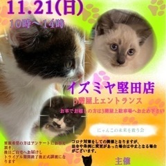 保護猫の譲渡会　１１月２１日(日)