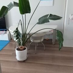 タビビトノキ 旅人の木 高さ165cm☆