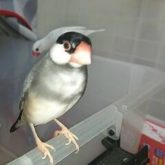 文鳥を探しています