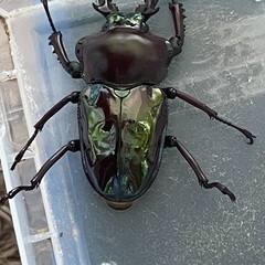 ニジイロクワガタブルーまじり？それとも青紋？
