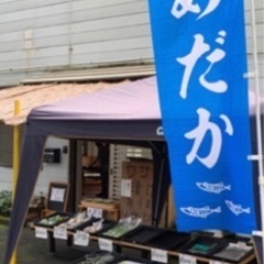 ミックスメダカ幼魚　6匹+水草  300円　ヌマエビもあります