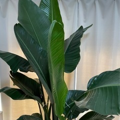 早めに取りに来てくれる方優先の画像