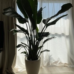 早めに取りに来てくれる方優先