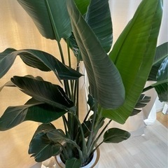 早めに取りに来てくれる方優先の画像