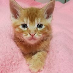 母メインクーン4匹全員オス　可愛がって下さる方にお譲りします - 小平市