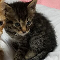 母メインクーン4匹全員オス　可愛がって下さる方にお譲りします - 猫