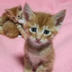 母メインクーン4匹全員オス　可愛がって下さる方にお譲りします − 東京都