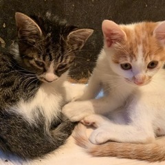 仲のいい兄弟猫2匹の画像