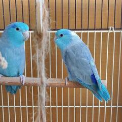 里親様が決まりました。マメルリハインコ　11ヶ月オス　(全身ブル...