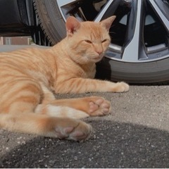 かなり人懐っこい野良猫です🐈 