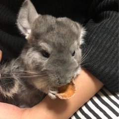 チンチラ(バイオレット)