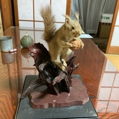 リス　剥製