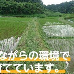 令和4年新米 鹿児島県霧島産　🈚農薬　🈚化学肥料　農家直送　もみ30kgの画像