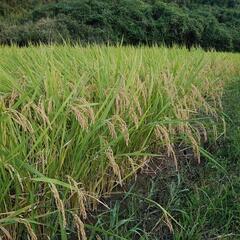 令和4年新米 鹿児島県霧島産　🈚農薬　🈚化学肥料　農家直送　もみ30kgの画像