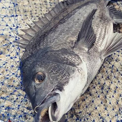 ヘチ釣り仲間募集🎣