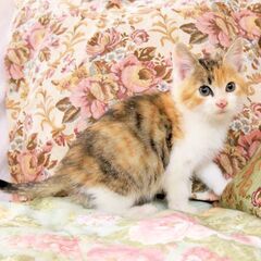 11/5日小さな三毛猫を保護しました