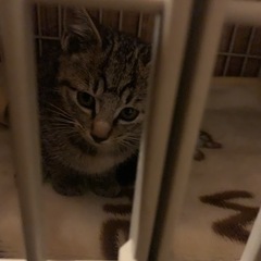 キジトラです