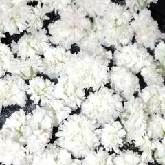 ドライフラワー　かすみ草　40粒