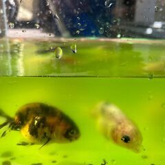 ハネ金魚　20匹差し上げます。大型魚のエサ