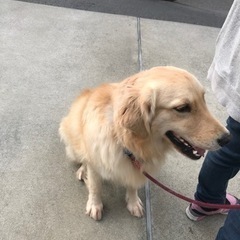 ゴールデンレトリバー　1歳9ヶ月 - 犬