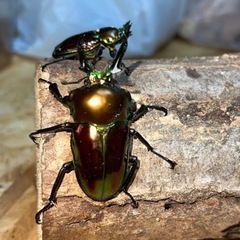 ニジイロクワガタ