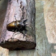 ババオウゴンオニクワガタ