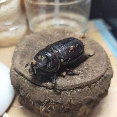 沖縄県産サイカブト３齢幼虫