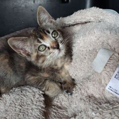 二匹の保護した子猫の里親を募集里親になってくださる方が決まり一匹...