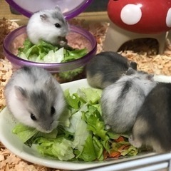 【受付終了】10/1生まれ ジャンガリアンハムスターの赤ちゃん