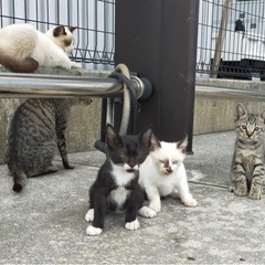 保護猫活動にご協力お願いします