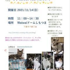 保護猫譲渡会　waiwaiドームしもつま11/14