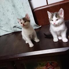2ヶ月の子猫